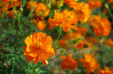 秋の陽光を浴びて草花たちがきらきら輝いている。マリーゴールドは、太陽のエネルギーを独り占めにしている。海が見えるベンチに腰を下ろして上を仰ぐと、透き通るような青い空が広がっていた。平和に満たされた至福の時間、季節。私たちは、この豊かな国を壊してはいけない。この美しき日本を守っていかなければならない。人々が安心して暮らせる、贅沢はいらない、清らかな水とおいしい米と、そして優しい人々がいる世界を。