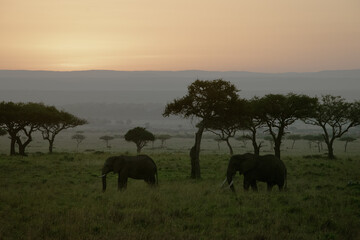 Elephants in an African safari