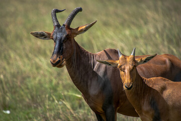 Antelope grazing