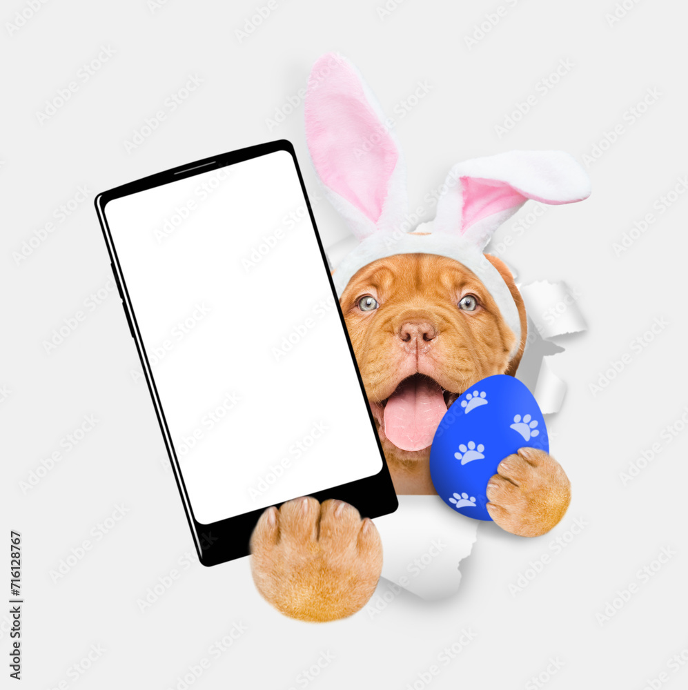 Poster happy mastiff puppy wearing easter rabbits ears holds painted easter egg and big smartphone with whi
