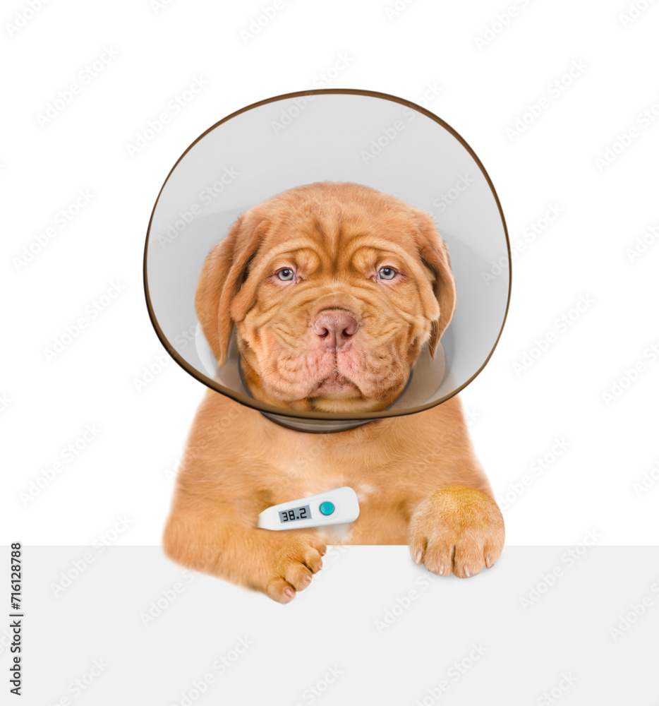 Poster unhappy mastiff puppy with thermometer and protective cone collar looking above empty white banner. 