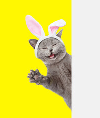 Happy kitten wearing easter rabbits ears looks from behind empty white banner. Isolated on yellow...