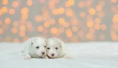 Two tiny Lapdog puppies lying on a bed at home on festive blurred background. Empty space for text