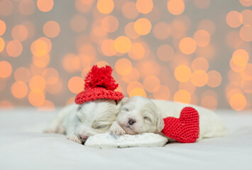 Two Tiny white Lapdog puppies wearing red warm hat sleep on a bed at home with red heart. Festive blurred background. Empty space for text