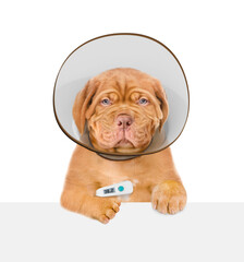 Unhappy Mastiff puppy with thermometer and protective cone collar looking above empty white banner. Isolated on white background
