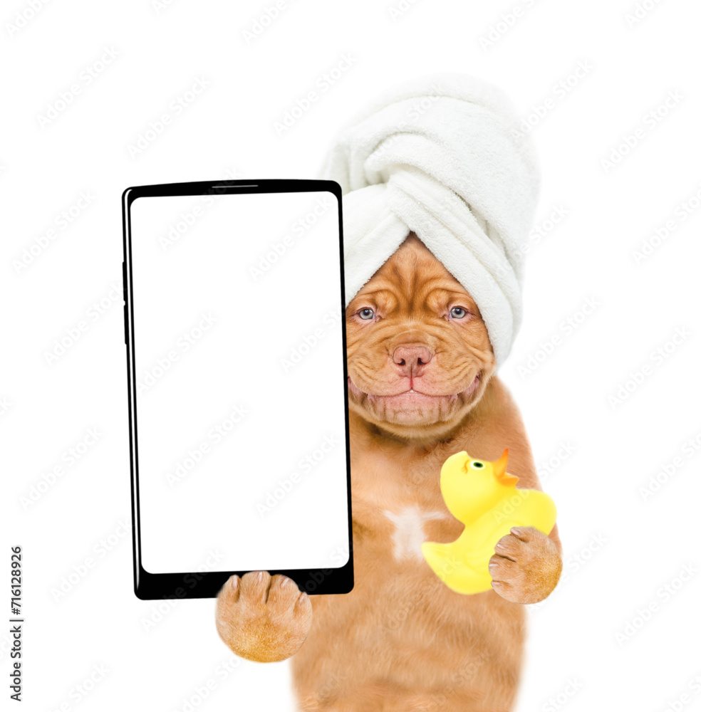Poster Smiling Mastiff puppy wrapped with towel holds rubber duck and shows big smartphone with white blank screen in it paw. isolated on white background