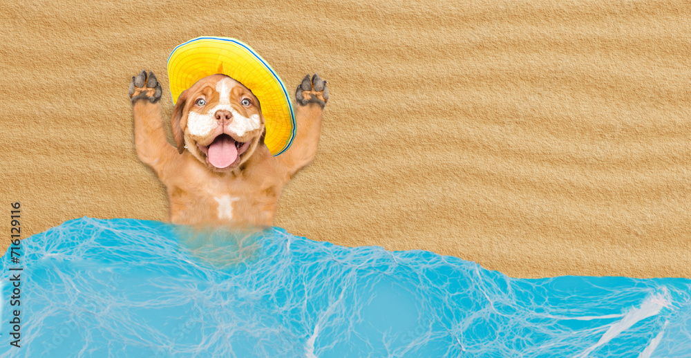 Poster happy mastiff puppy with suntan lotion or sun block on it face lying at sunny beach. empty space for