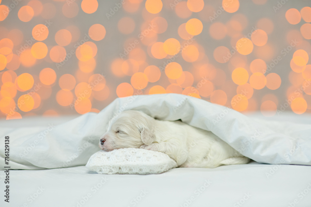 Aufkleber tiny lapdog puppy sleeping on the pillow under white blanket on a bed at home on festive blurred bac