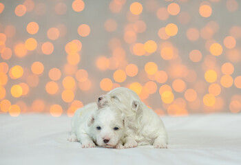 Fototapeta na wymiar Two tiny Lapdog puppies sleeping on a bed at home on festive blurred background