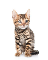 Cute tiny bengal kitten sitting in front view. isolated on white background