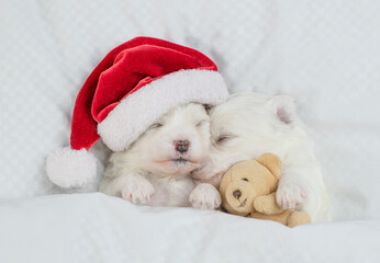 Two tiny white Lapdog puppies wearing red santa hat sleep with toy bear under warm white blanket on a bed at home. Top down view