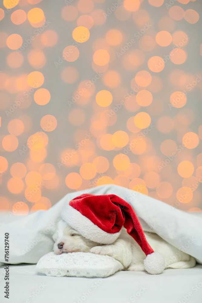 Poster tiny lapdog puppy wearing red santa hat sleeps under white blanket at home on festive background. em