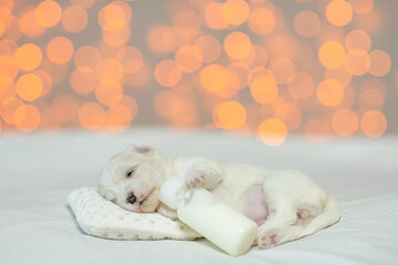 Fototapeta na wymiar Tiny white Lapdog puppy sleeps on a bed at home and hugs bottle of milk. Festive blurred background