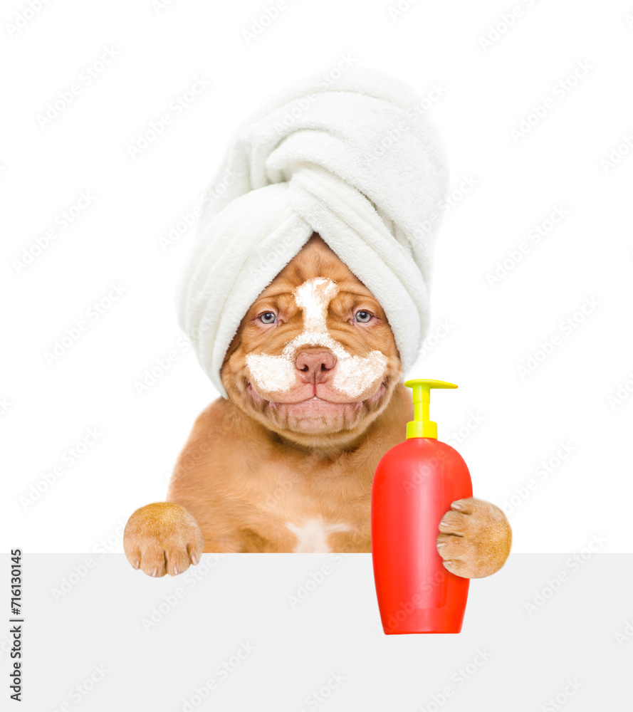 Poster Smiling Mastiff puppy with towel on it head and cream on it face looks above empty white banner and holds bottle of fleas shampoo. isolated on white background