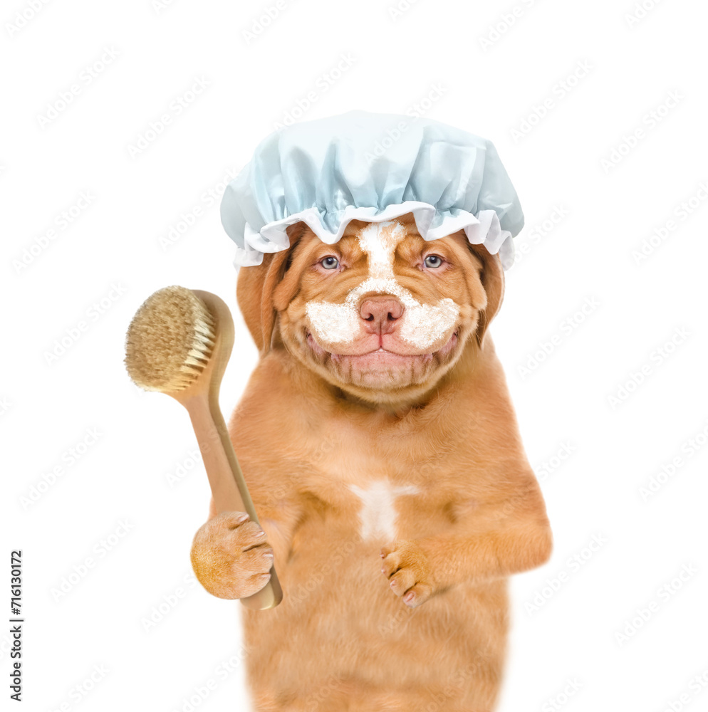 Poster smiling mastiff puppy wearing shower cap with cream on it face holds shower brush. isolated on white
