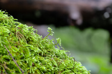 Vibrant moss against a soft background