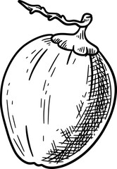 Fruit doodle Element