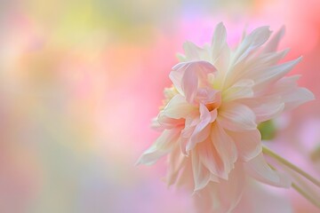 An ethereal display of delicate flowers in a dreamy pastel setting evokes a sense of calm and serenity