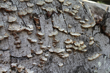 Fungi growing on a fallen tree bark