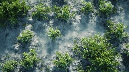 Naklejka na ściany i meble aerial view background forest of trees
