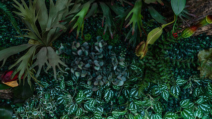 Full Frame of Green Leaves Pattern Background, Nature Lush Foliage Leaf Texture, tropical leaf.