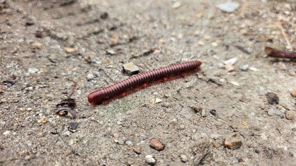 Red millipede on the ground, closeup of photo.