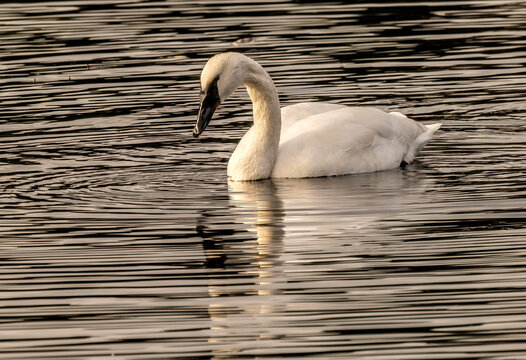 White Trumpeter Swan Juanita Bay Lake Washington Kirkland Washiington