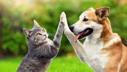 Cat and Dog Making a High-five