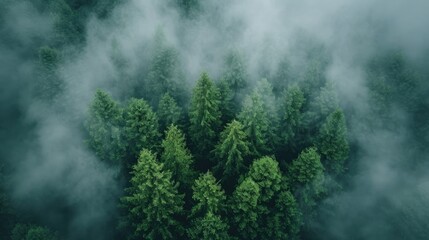 aerial view background forest of trees pine forest in the fog