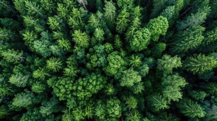 Zelfklevend Fotobehang aerial view background forest of trees © megavectors