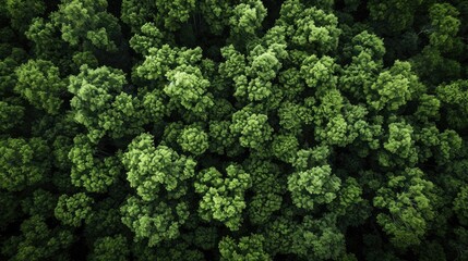 aerial view background forest of trees - obrazy, fototapety, plakaty