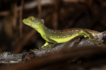 Plumed basilisk (Basiliscus plumifrons), portrait. Cahuita National Park, Costa Rica