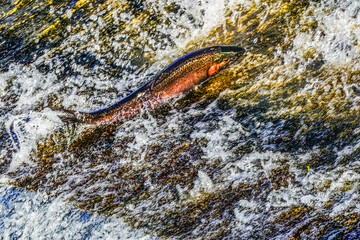 Colorful Pink Salmon Jumping Dam Issaquah Creek Wahington