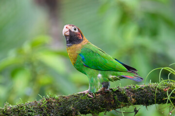 Brown-hooded Parrot (Pyrilia haematotis) at La Laguna del Lagarto Lodge, Boca Tapada, San Carlos, Costa Rica