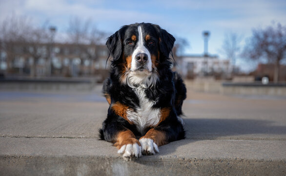 Bernese Mountain Dog laying down in a parc in montreal