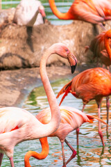 The greater flamingo, Phoenicopterus roseus, standing in water on lake shore.