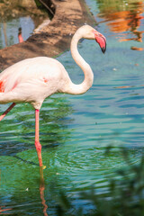 The greater flamingo, Phoenicopterus roseus, standing in water on lake shore.