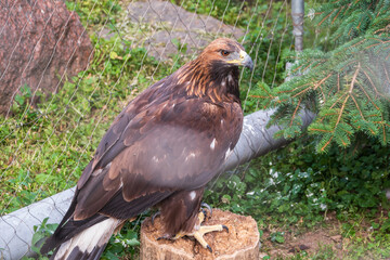 Bird of prey Golden Eagle, Aquila chrysaetos, sitting in a cage or aviary
