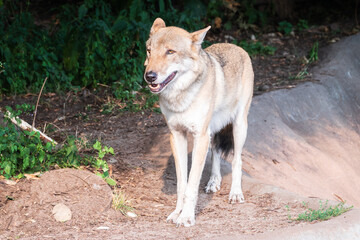 Gray wolf in forest on the green grass. The wolf, Canis lupus