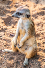 Naklejka na ściany i meble Meerkat, Suricata suricatta, on hind legs. Portrait of meerkat standing on hind legs with alert expression. Portrait of a funny meerkat sitting on its hind legs.