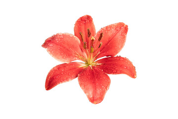 isolated orange Lily flower on white background with path