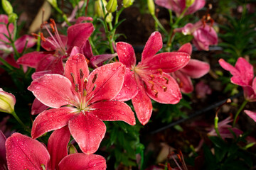 Water drops on pink lily flowers in the garden