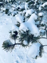Snow covered branches