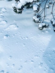 Snow covered branches