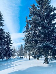winter landscape with snow and trees