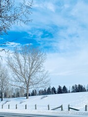 winter landscape with snow covered trees