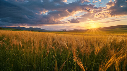 Golden wheat field under a sunset sky.
