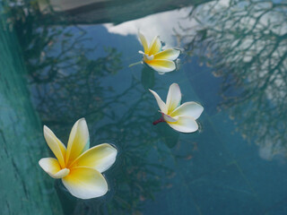 Fototapeta na wymiar Set of beautiful relaxing flowers on the pool