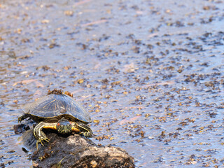 Red-Eared Slider Turtle on a Log in a Freshwater Pond in Texas