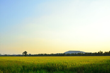 Field of ripe wheat under blue cloudy sky in the evening.